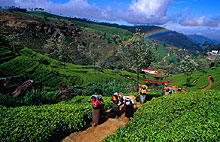 Нувара Элия (Nuwara Eliya), Шри-Ланка