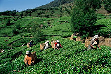 Нувара Элия (Nuwara Eliya), Шри-Ланка