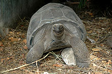 Остров Аноним, Сейшельские острова