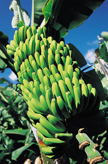 Остров Тенерифе, Канарские острова