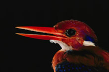 Остров Лусон (Luzon Island), Филиппины