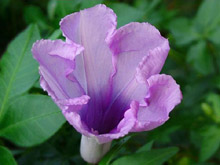 Остров Бинтан, Индонезия