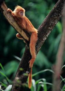 Остров Ява, Индонезия