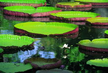 Остров Маврикий, Маврикий