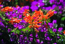 Остров Маврикий, Маврикий