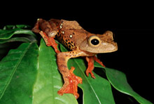 Остров Борнео, Малайзия