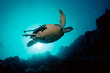 Остров Борнео, Малайзия