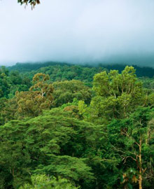 Остров Борнео, Малайзия