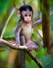 Остров Борнео, Малайзия