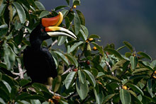 Остров Борнео, Малайзия