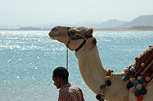 Сома Бей, Египет