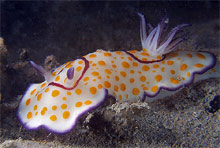 Сафага, Египет