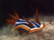 Сафага, Египет