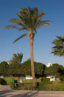 Сафага, Египет