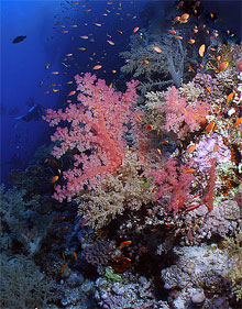 Сафага, Египет