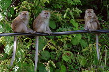 Остров Тиоман, Малайзия