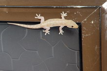 Остров Тиоман, Малайзия