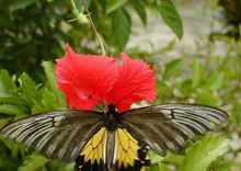 Остров Тиоман, Малайзия