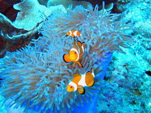 Остров Тиоман, Малайзия