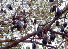 Остров Реданг, Малайзия