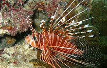 Остров Реданг, Малайзия