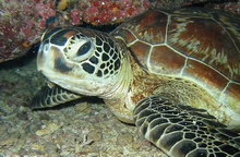 Остров Реданг, Малайзия