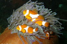 Остров Реданг, Малайзия