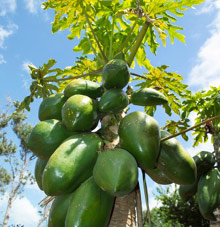 Мадейра, Португалия