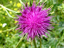 Шотландия, Великобритания