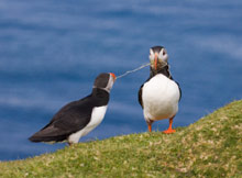 Шотландия, Великобритания