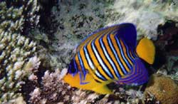 Дахаб, Египет