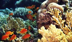 Дахаб, Египет