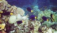 Нувейба, Египет