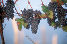 Пьемонт, Италия