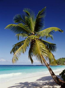 Остров Маэ (Mahe Island), Сейшельские острова