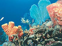 Варадеро, Куба