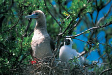 Тикехау, Таити