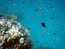 Макади Бей, Египет