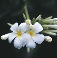 Остров Вомо, Фиджи