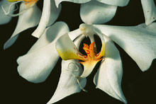 Остров Палаван (Palawan Island), Филиппины