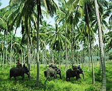 Остров Самуи, Тайланд