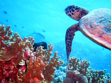 Остров Тартл, Фиджи