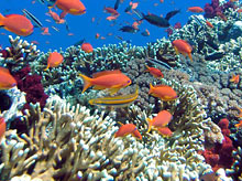 Остров Тартл, Фиджи