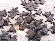 Остров Тартл, Фиджи