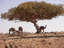 Салала, Оман