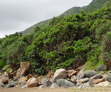 Кон Дао (Con Dao), Вьетнам