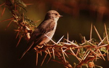 Вади-Рам, Иордания
