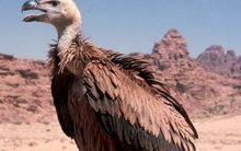 Вади-Рам, Иордания