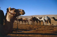 Амман, Иордания