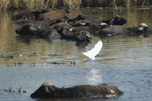Азрак и Шаумари, Иордания